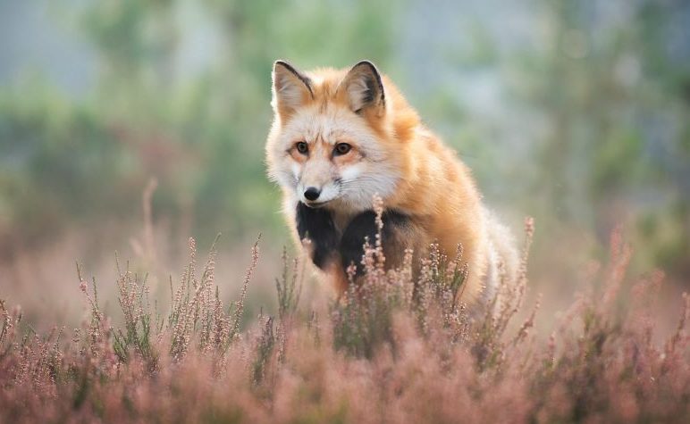 fox-photography-russian-miner-ivan-kislov-chukotka-fb2